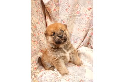 成約済の鹿児島県の柴犬-361938の3枚目